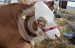 Simmental cattle in stable