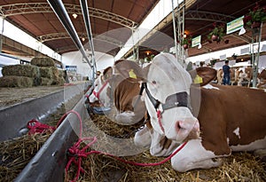 Simmental cattle in stable