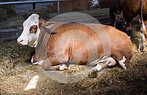 Simmental cow in cowshed