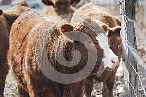 Blanco nariz una vaca 