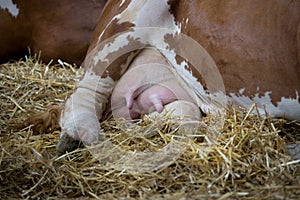 Simmental cow's udder