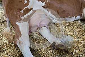 Simmental cow's udder