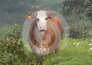 Simmental cow with short horns standing in a field in the State of Oklahoma in the United States of America.