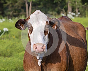 Simmental cow standing in a field in the State of Oklahoma in the United States of America.