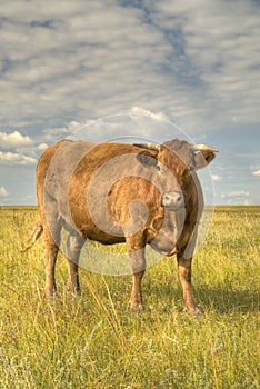 Simmental cow