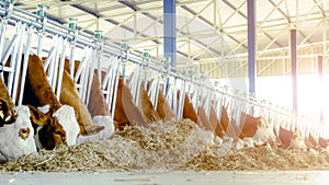 Simmental Cows Feeding