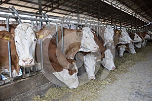 Simmental dairy cows on the farm. Dairy farm, simmental cattle, feeding cows on farm. Cows eating lucerne hay from manger on farm