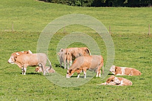 Simmental herd