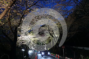 Simni cherry blossom road in Hwagae