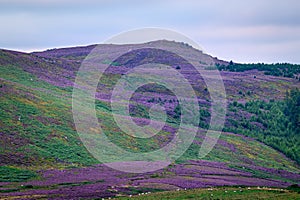 Simonside on Simonside Hills Ridge photo