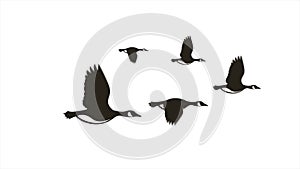 Simple 2d motion graphic flying geese goose in v formation