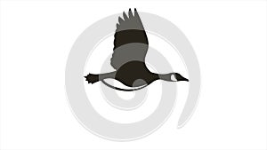 Simple 2d motion graphic flying goose