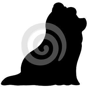 Simple and adorable Long Haired Yorkshire Terrier Silhouettte sitting in side view photo
