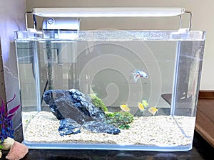 Simple aquascape in the small aquarium betta fish photo