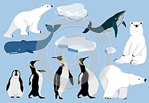 Simple arctic animal with bear polar,penguin,whale.Vector illustration character doodle cartoon