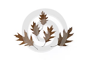 Simple autumn arrangement, minimalistic fall composition. Beautiful brown oak autumn leaves on white background. Creative autumn
