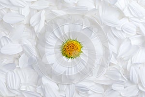 Simple background of soft white flower petals with a single perfect daisy with a vibrant yellow center