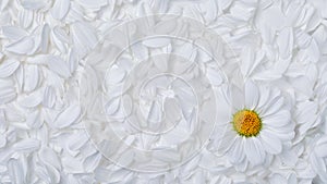 Simple background of soft white flower petals with a single perfect daisy with a vibrant yellow center