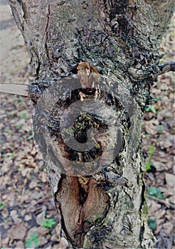 Simple bark on a tree. The greatest sculptor and artist is nature.