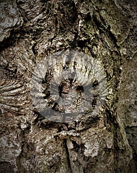 Simple bark on a tree. The greatest sculptor and artist is nature.