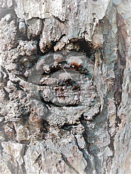 Simple bark on a tree. The greatest sculptor and artist is nature.