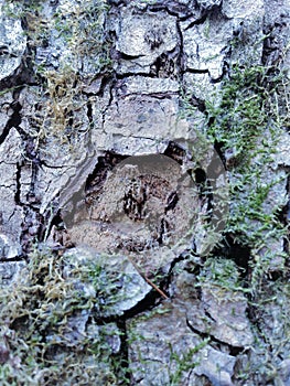 Simple bark on a tree. The greatest sculptor and artist is nature.