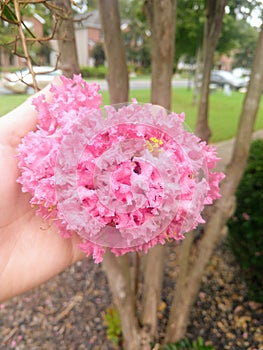 A simple beautiful Crepe Myrtle bloom