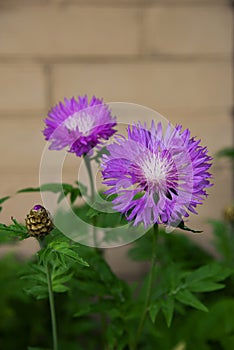 Simple beauty of fluffy violet color Persian cornflowers on the beige brick background