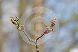 The Simple Beauty of new Life in the Spring