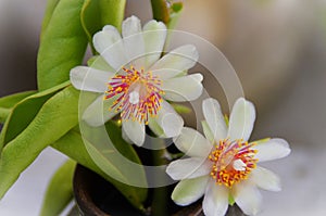 Simple beauty of Pereskia aculeata flower in the garden