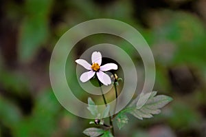 Bidens alba`s small white flowers in the backyard photo