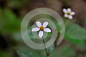 Bidens alba`s small white flowers in the backyard photo