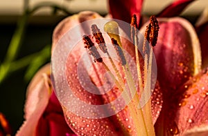 A Simple Bouquet of Flowers