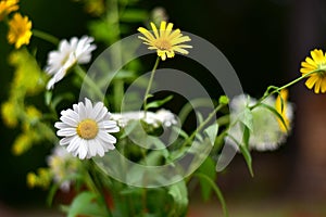 A simple bouquet of meadow flowers