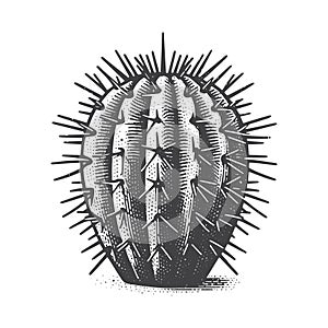 Cactus Seed Vector Icon Design Vintage Retro Logo Illustration.