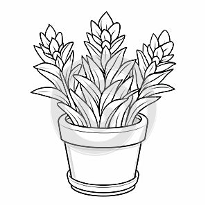 Simple Cartoon Coloring Page Of Haworthia Fasciata Plant For Kids