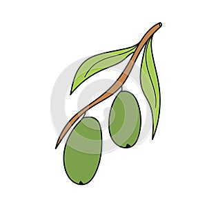 Simple cartoon icon. Branch of olive. Flat vector colorful illustration.