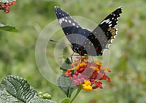 Simple Checkerspot Butterly, Chlosyne hippodrom