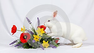 Simple and clean, emphasizing the contrast between the rabbit's white