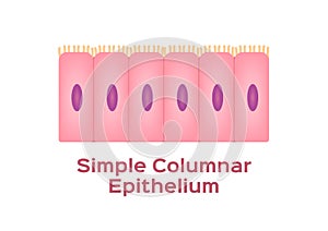 Simple columnar epithelium / Epithelial tissue