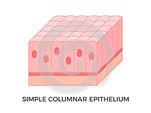 Simple columnar epithelium. Epithelial tissue types.