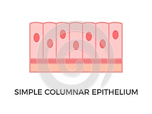 Simple columnar epithelium. Epithelial tissue types.