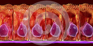 Simple columnar epithelium