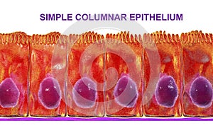 Simple columnar epithelium