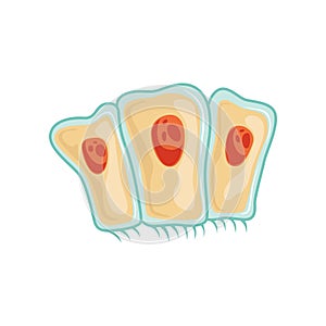 Simple columnar epithelium tissue. Anatomy and physiology concept. Isolated flat vector design for medical infographic