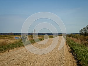 A simple country road, the first bright spring greenery, the first leaves in the trees