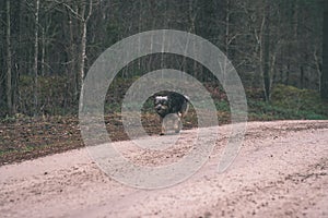 Campo Bosque carreteras en perspectiva antiguo 