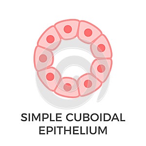 Simple cuboidal epithelium. Tubular epithelial cells.