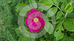 Single pink dog rose against green foliage background with copy space
