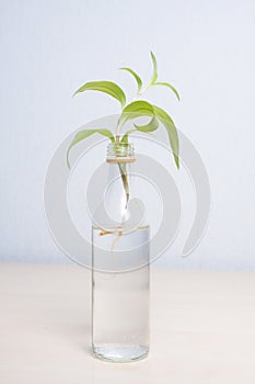 Simple decoration: miniature old liquor bottle repurposed as a vase